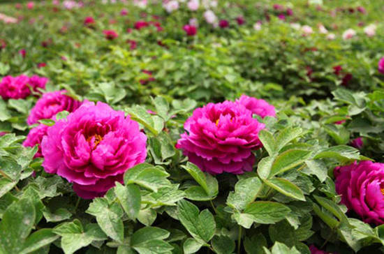 鄭州植物園內(nèi)萬紫千紅 牡丹芍藥花爭奇斗艷 鄭州植物園內(nèi)萬紫千紅 牡丹芍藥花爭奇斗艷