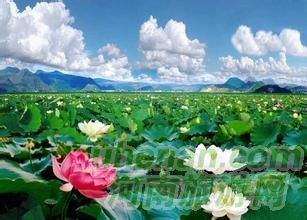 爸爸去哪兒？親密接觸荷花仙子