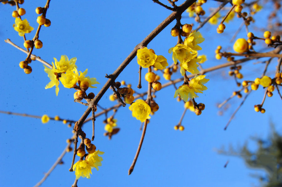 綠博園臘梅盛開(kāi)香滿(mǎn)園 俏立枝頭待客來(lái)