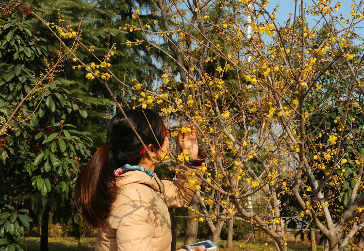 綠博園臘梅盛開(kāi)香滿(mǎn)園 俏立枝頭待客來(lái)