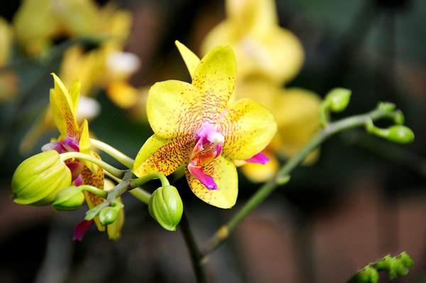 過(guò)年7天樂(lè)，老家河南春節(jié)享樂(lè)全攻略