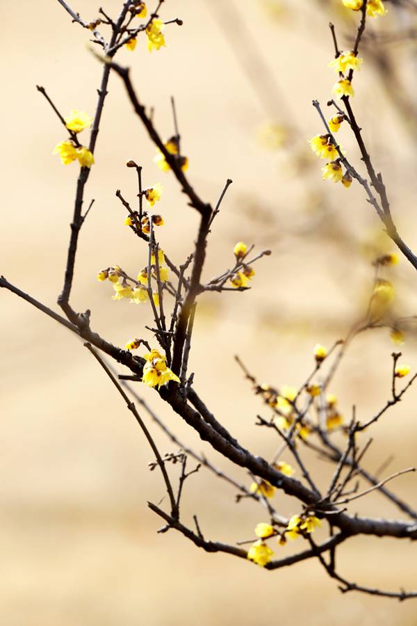 暗香浮動(dòng) 河南七大賞梅地推薦