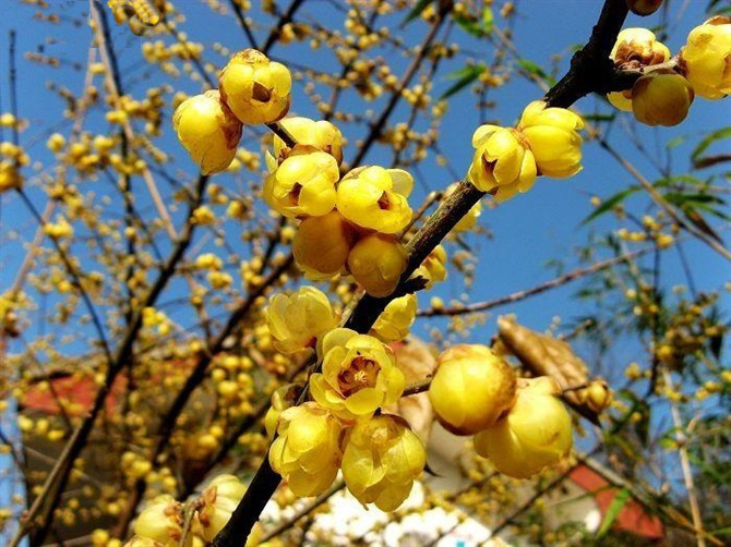 第三屆鄢陵臘梅文化節(jié)盛大開(kāi)幕邀您來(lái)