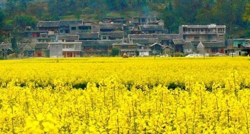 盤(pán)點(diǎn)全國(guó)13處絕美的油菜花觀(guān)賞地