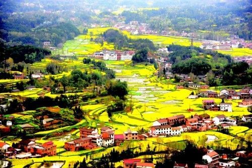 盤(pán)點(diǎn)全國(guó)13處絕美的油菜花觀(guān)賞地