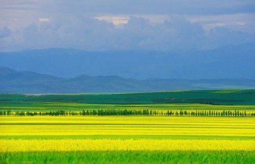 盤(pán)點(diǎn)全國(guó)13處絕美的油菜花觀(guān)賞地