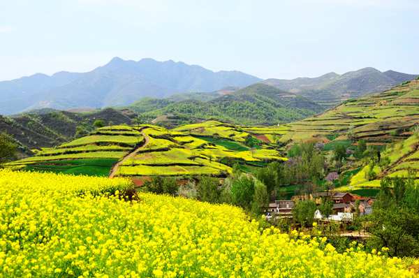 春游中原大地 一邊賞花一邊吃花