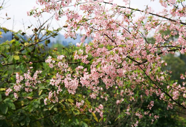 春享峨眉，樂(lè)游其中，且玩且珍惜
