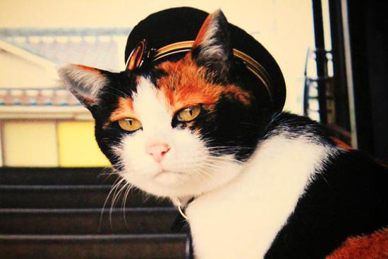 全球最萌車站 站長是只貓 全球最萌車站 站長是只貓