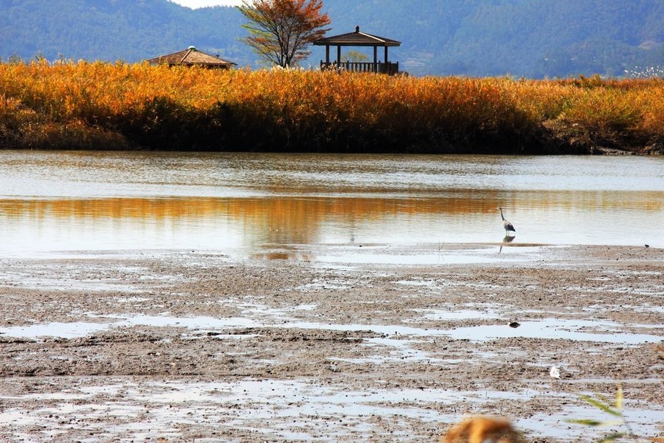 順天灣:神秘的生態(tài)地圖 順天灣:神秘的生態(tài)地圖