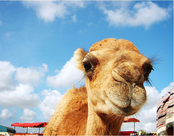 時光之旅 品味藍(lán)白小鎮(zhèn)的突尼斯 時光之旅 品味藍(lán)白小鎮(zhèn)的突尼斯