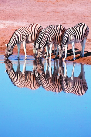 與動物共舞 與動物共舞