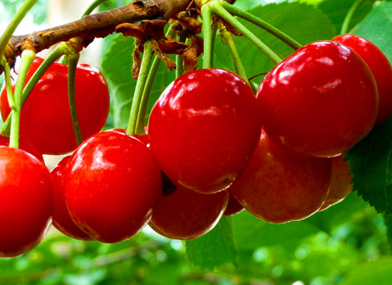 春來喜洋洋 賞花許昌城 春來喜洋洋 賞花許昌城