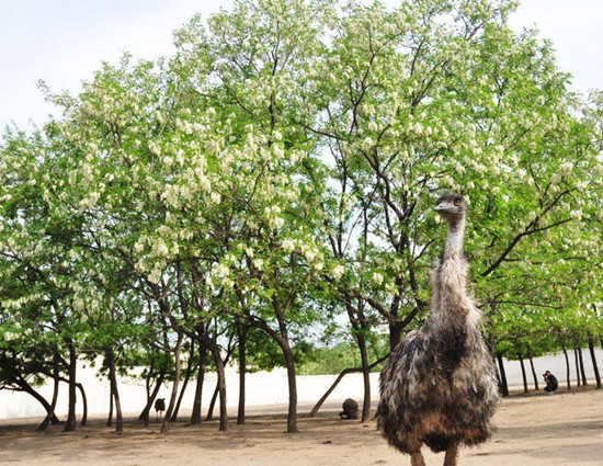 賞鄉(xiāng)村田園風光 品舌尖一抹槐花香
