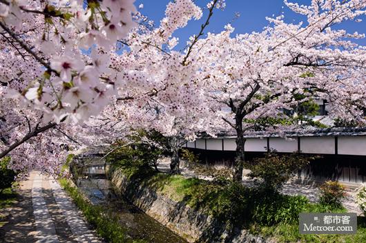 春日“花見(jiàn)” 春日“花見(jiàn)”