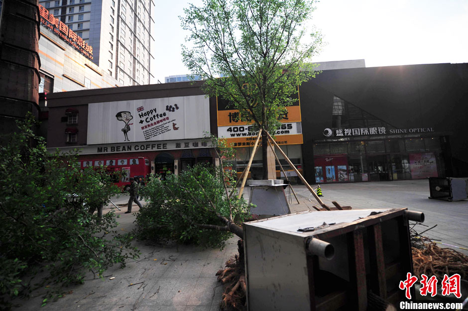 我和我的小伙伴們都驚呆了！沈陽(yáng)真樹(shù)"種"上假樹(shù)葉