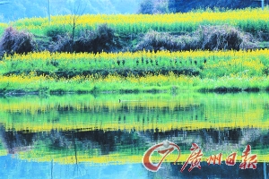 　　江嶺梯田落差不大,但有花有水。