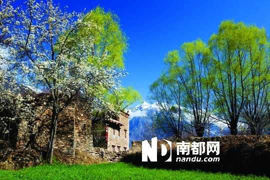 　　三月里,川西北的梨花盛放,寨子、碉樓、梨花……構(gòu)成最美的丹巴風(fēng)光。