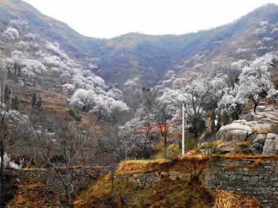 河南賞杏花:春色滿園關(guān)不住 一枝紅杏出墻來(lái) 河南賞杏花:春色滿園關(guān)不住 一枝紅杏出墻來(lái)