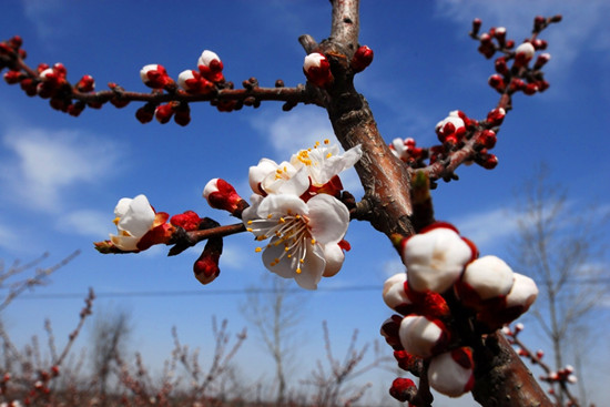 河南賞杏花:春色滿園關(guān)不住 一枝紅杏出墻來(lái) 河南賞杏花:春色滿園關(guān)不住 一枝紅杏出墻來(lái)