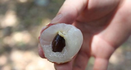 　　這就是傳說(shuō)中的瓤肉瑩白如冰雪,漿液甘酸如醴酪。大家一下就摘了半筐。