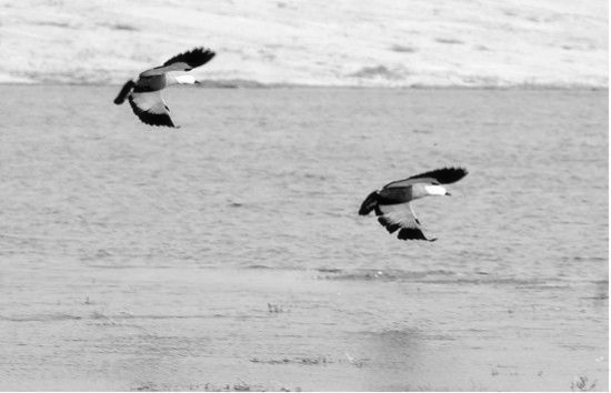 冬季正是觀鳥時 省內(nèi)觀鳥地盤點(diǎn)