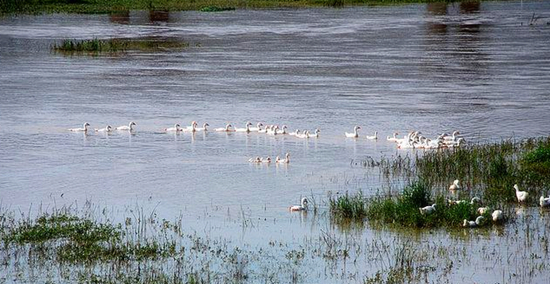 冬季正是觀鳥時 省內(nèi)觀鳥地盤點(diǎn)