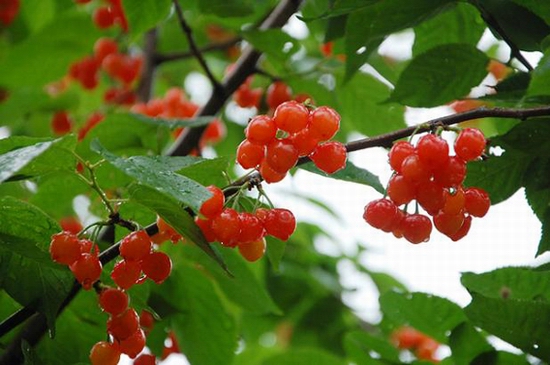 五月摘櫻桃 河南采摘地推薦 五月摘櫻桃 河南采摘地推薦