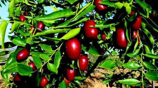 暢游黃帝故里 領略棗鄉(xiāng)風情 暢游黃帝故里 領略棗鄉(xiāng)風情