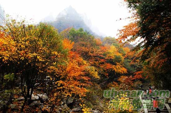 深秋去堯山賞紅葉、泡溫泉、拜大佛