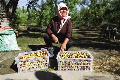 黃驊冬棗與梭子蟹齊名，但很多外地人并不知道它的好。