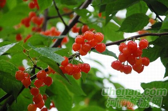 許昌鄢陵:紅櫻桃 待您摘 許昌鄢陵:紅櫻桃 待您摘