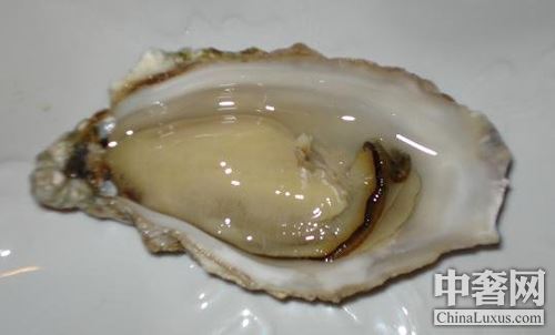 北半球好蠔不止法國 美加鮮味更足 北半球好蠔不止法國 美加鮮味更足
