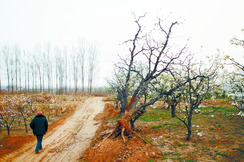 正開(kāi)花的梨樹(shù)被毀了 陳亮/攝