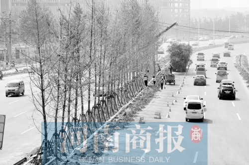 西三環(huán)化工路,工人正在車道中間種植銀杏樹 西三環(huán)化工路,工人正在車道中間種植銀杏樹