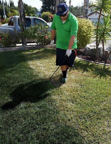加州一市民正在為草地翻新“整容”。