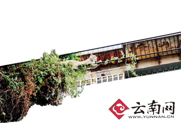 小貓下樹，但小貓就是不下來，反而爬到了一根緊貼著樹的電線上。