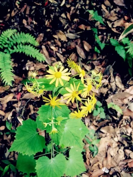 不僅有樹，還有美麗的小花花！