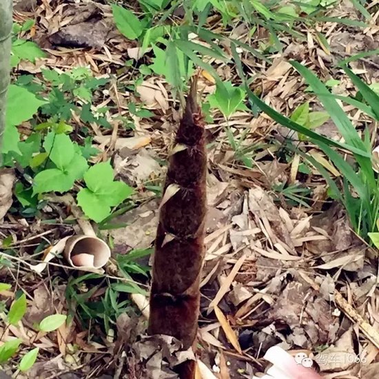 咦~這是什么？能吃嗎？