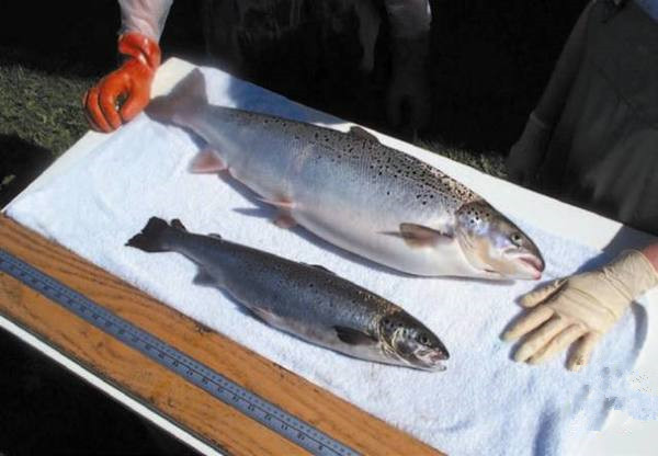 美國為何要率先吃轉(zhuǎn)基因動物？