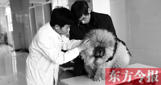 在一家大型寵物醫(yī)院里，生病的狗狗正在接受治療