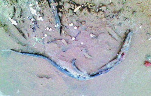 鄭州龍湖北岸大批量蛇鱔死亡 經(jīng)鑒定屬“外來(lái)戶(hù)”