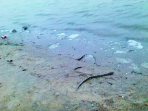 鄭州龍湖北岸大批量蛇鱔死亡 經(jīng)鑒定屬“外來(lái)戶(hù)”