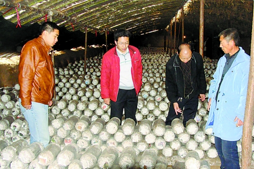 張泉鑫（左二）指導(dǎo)食用菌種植戶(hù)解決技術(shù)難題。