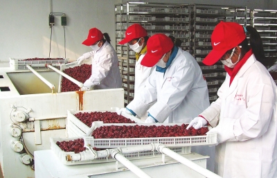 雖是寒冬，內(nèi)黃紅棗加工生產(chǎn)依然熱火朝天。