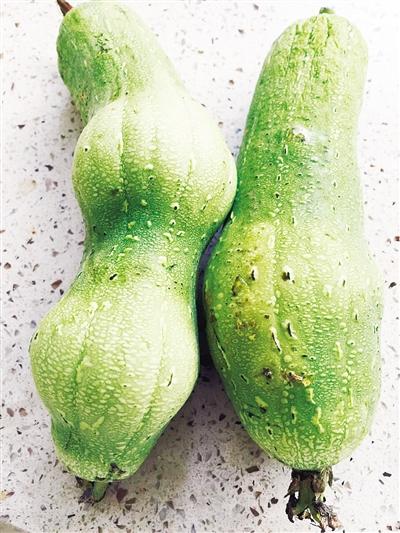 漯河市民菜市場(chǎng)買細(xì)長(zhǎng)絲瓜 放四天“長(zhǎng)胖” 文/圖 本報(bào)記者 吳艷敏