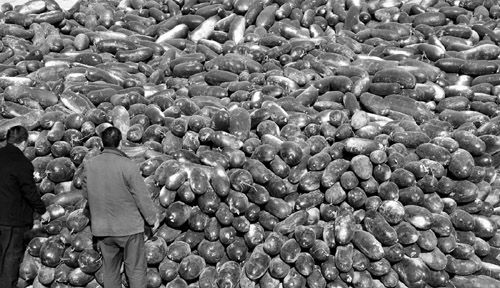 綠油油的冬瓜堆積如山。