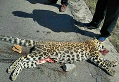 山西公路現(xiàn)國(guó)家一級(jí)保護(hù)動(dòng)物金錢(qián)豹