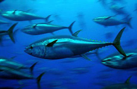 大學(xué)生撿到巨型藍鰭金槍魚