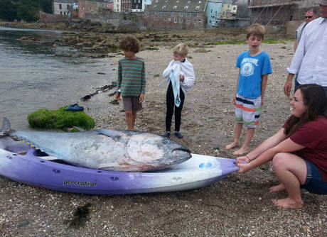 大學(xué)生撿到巨型藍鰭金槍魚